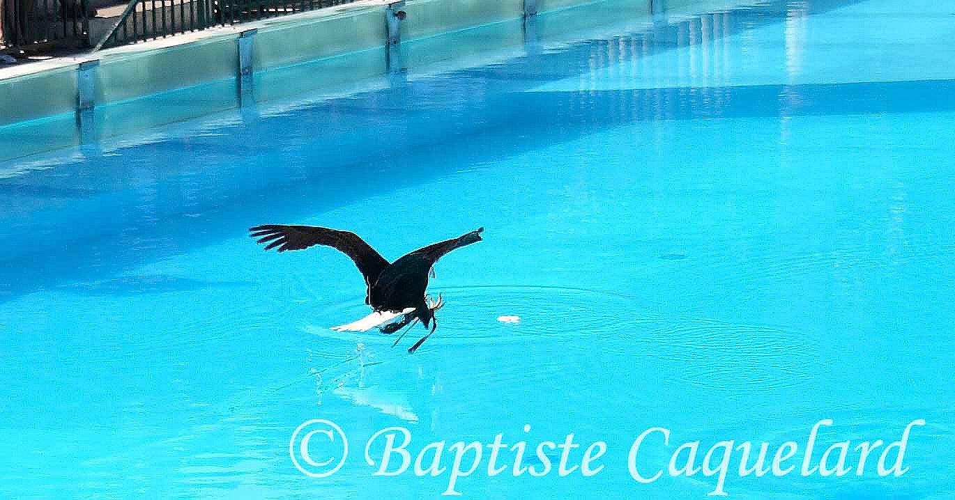 http://baptiste-caquelard.cowblog.fr/images/IMG1760.jpg